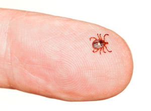 Close up of lone star or seed tick in macro on a male finger isolated on white